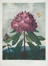 The Pontic Rhododendron.