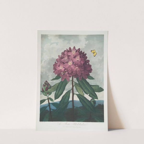 The Pontic Rhododendron. by Robert John Thornton