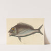 The Porgy (Sparus chrysops) by Mark Catesby