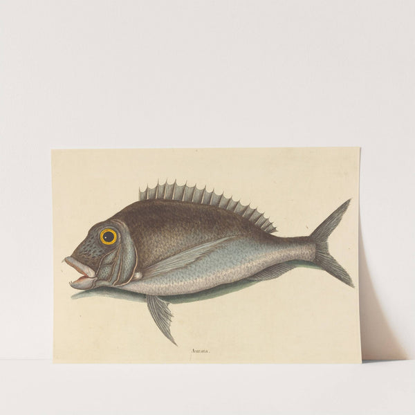 The Porgy (Sparus chrysops) by Mark Catesby