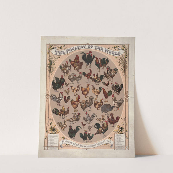 The poultry of the world–Portraits of all known valuable breeds of fowls (1868) by Louis Prang & Co.