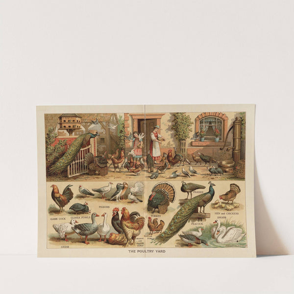 The Poultry Yard by Frederick Warne & Co
