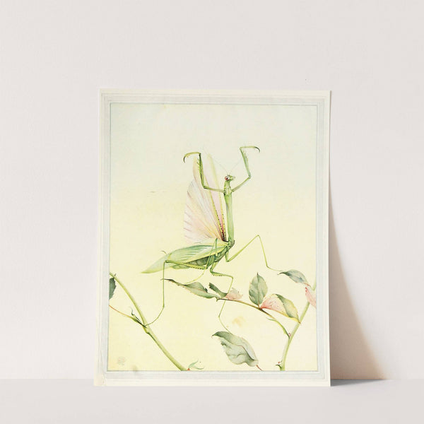 The Praying Mantis (1921) by Edward Julius Detmold