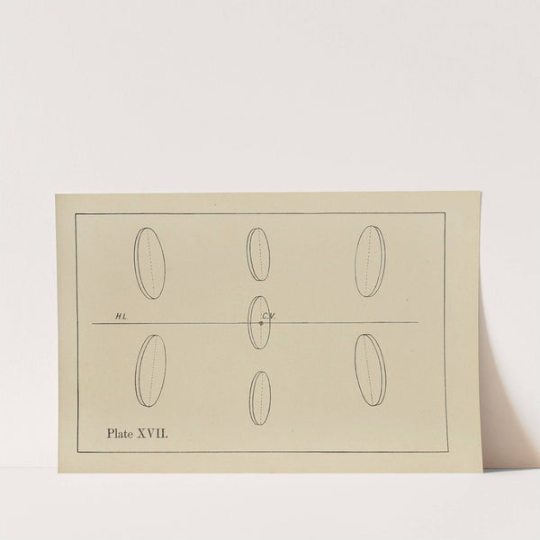 The principles of perspective as applied to model drawing & sketching from nature Pl.17 by George Trobridge