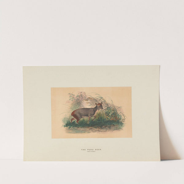 The Pudu Deer by Joseph Wolf