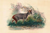 The Pudu Deer