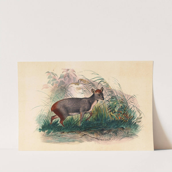 The Pudu Deer by Joseph Wolf