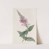The purple Chinese Buddlea by Sydenham Edwards