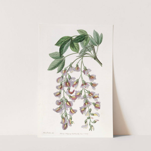 The Purple Laburnum by Sydenham Edwards