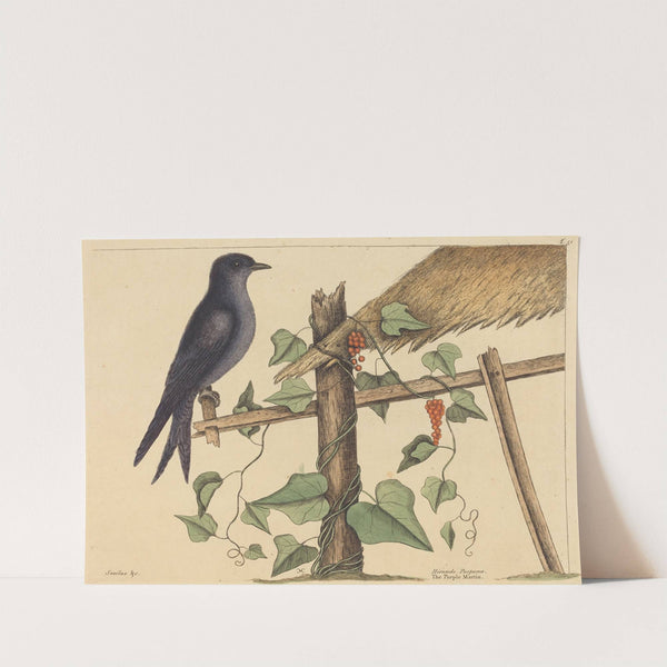 The Purple Martin (Hirundo purpurea) by Mark Catesby