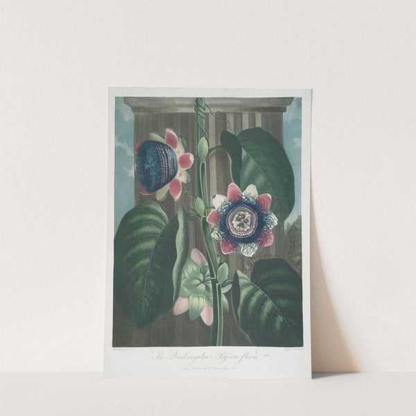 The Quadrangular Passion-Flower by Robert John Thornton