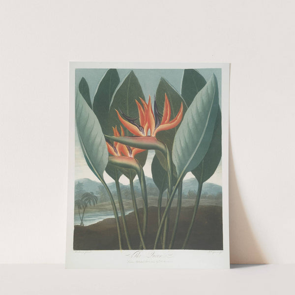 The Queen. by Robert John Thornton