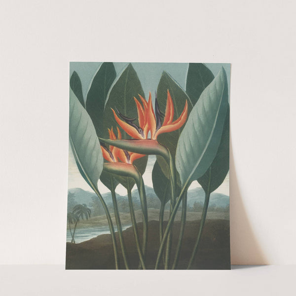 The queen by Robert John Thornton