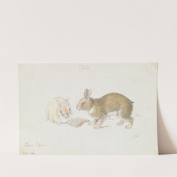 The Rabbit (1837) by Charles Hamilton Smith