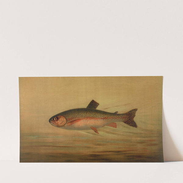 The Rainbow Trout, Salmo irideus. (1898) by John L. Petrie