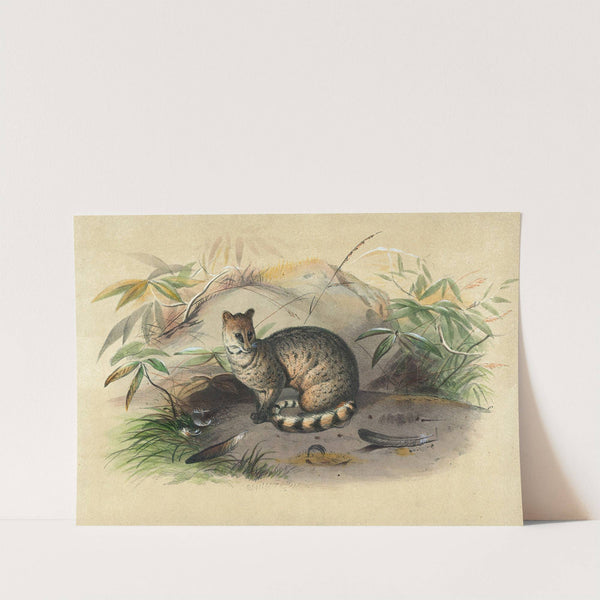 The Rasse by Joseph Wolf