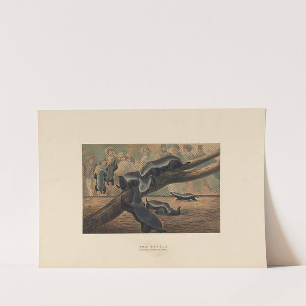 The Ratels by Joseph Wolf