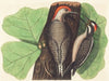 The Red Bellied Woodpecker (Picus Carolinus)