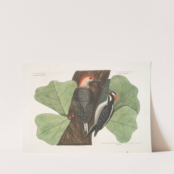 The red belly'd Woodpecker; The hairy Woodpecker ; Black Oak. by Mark Catesby