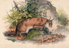 The Red Caracal