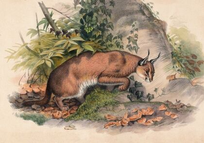 The Red Caracal