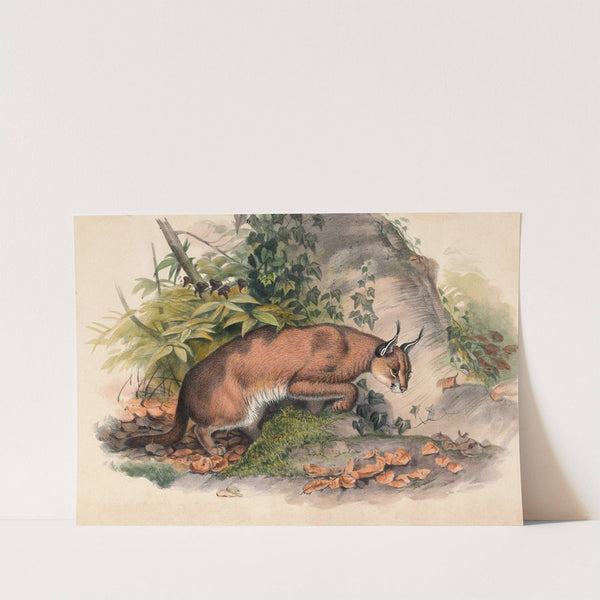 The Red Caracal by Joseph Wolf