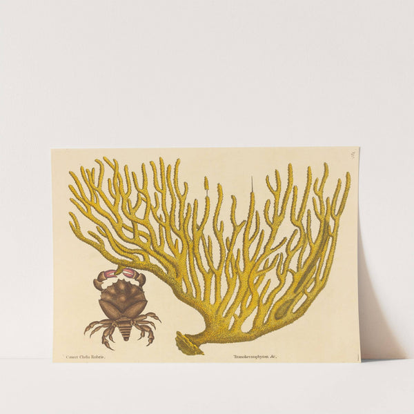 The Red Clawed Crab (Cancer erythropus) by Mark Catesby