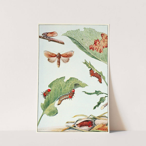 The Red-Humped Caterpillar by Robert Evans Snodgrass