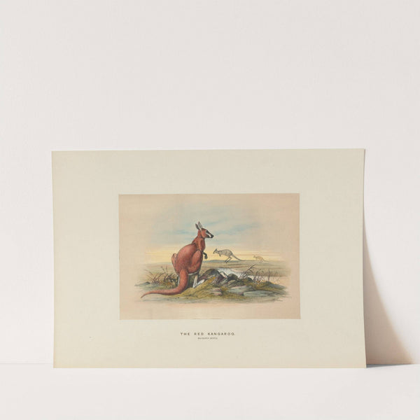 The Red Kangaroo by Joseph Wolf