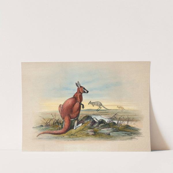The Red Kangaroo by Joseph Wolf