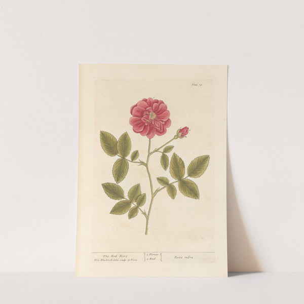 The red rose by Elizabeth Blackwell