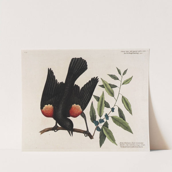 The red Wing'd Starling. The broad leaved candle-berry Myrtle. by Mark Catesby