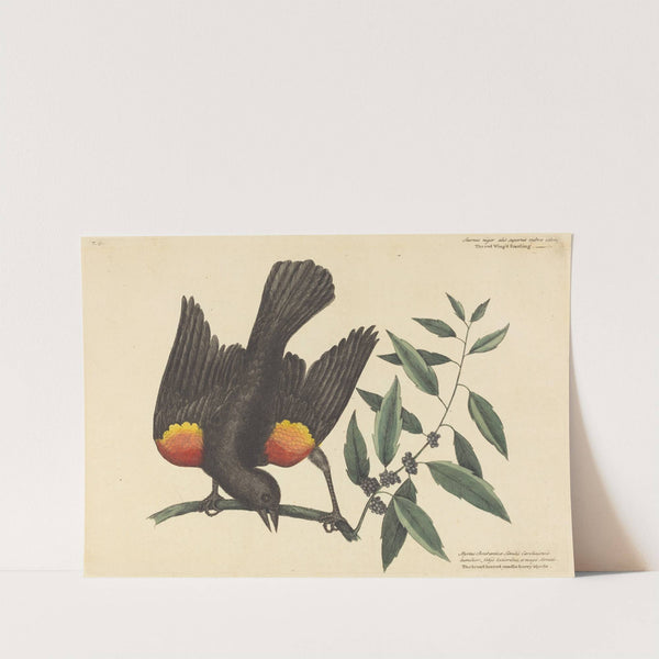 The Red Winged Starling (Oriolus phoeniceus) by Mark Catesby