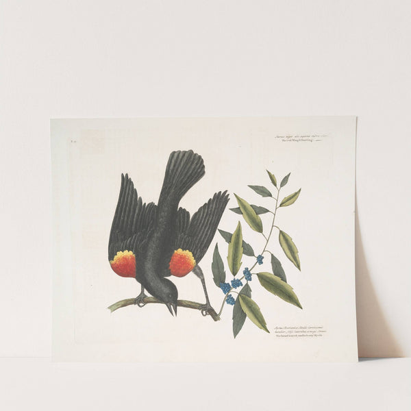 The red winged Starling; The broad-leaved Candle-berry Myrtle. by Mark Catesby