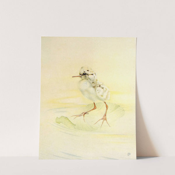 The Redshank (1912) by Edward Julius Detmold
