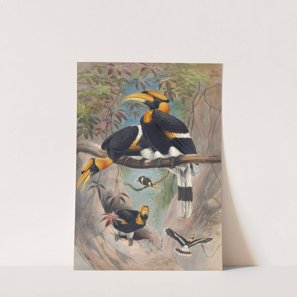 The Rhinoceros Hornbill by Joseph Wolf