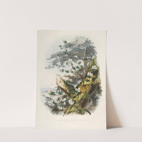 The Rhododendrons of Sikkim-Himalaya Pl.01 by Walter Hood Fitch