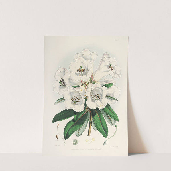 The Rhododendrons of Sikkim-Himalaya Pl.02 by Walter Hood Fitch