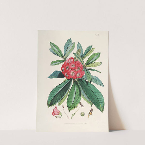 The Rhododendrons of Sikkim-Himalaya Pl.03 by Walter Hood Fitch