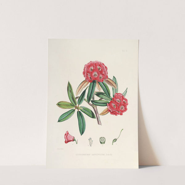 The Rhododendrons of Sikkim-Himalaya Pl.04 by Walter Hood Fitch