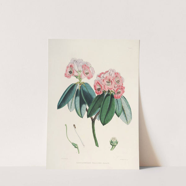 The Rhododendrons of Sikkim-Himalaya Pl.05 by Walter Hood Fitch