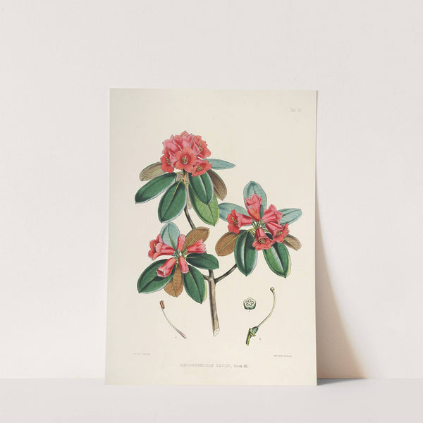 The Rhododendrons of Sikkim-Himalaya Pl.07 by Walter Hood Fitch