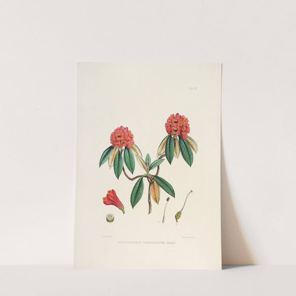 The Rhododendrons of Sikkim-Himalaya Pl.08 by Walter Hood Fitch