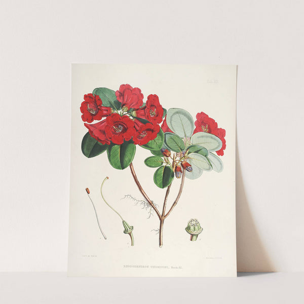 The Rhododendrons of Sikkim-Himalaya Pl.12 by Walter Hood Fitch