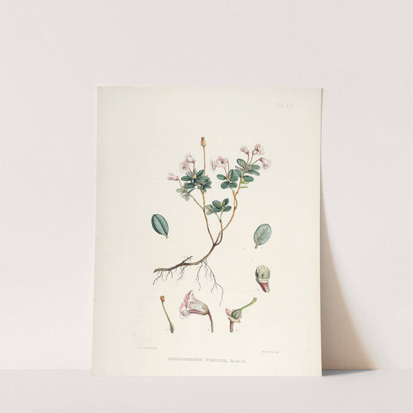 The Rhododendrons of Sikkim-Himalaya Pl.14 by Walter Hood Fitch