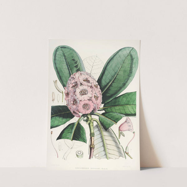 The Rhododendrons of Sikkim-Himalaya Pl.15 by Walter Hood Fitch