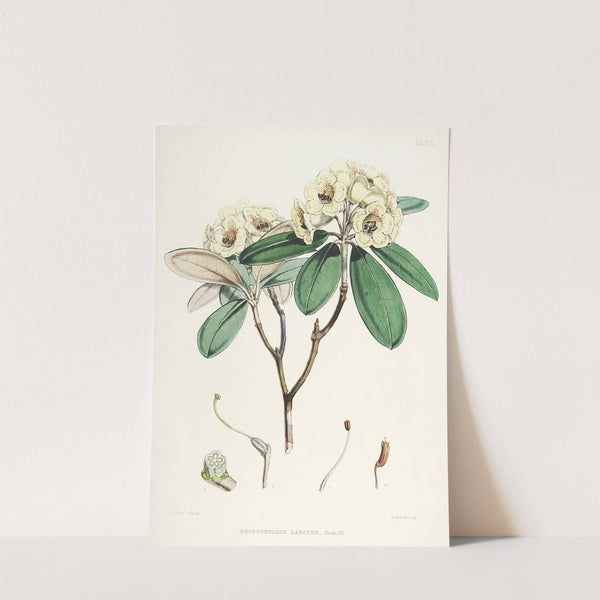 The Rhododendrons of Sikkim-Himalaya Pl.16 by Walter Hood Fitch