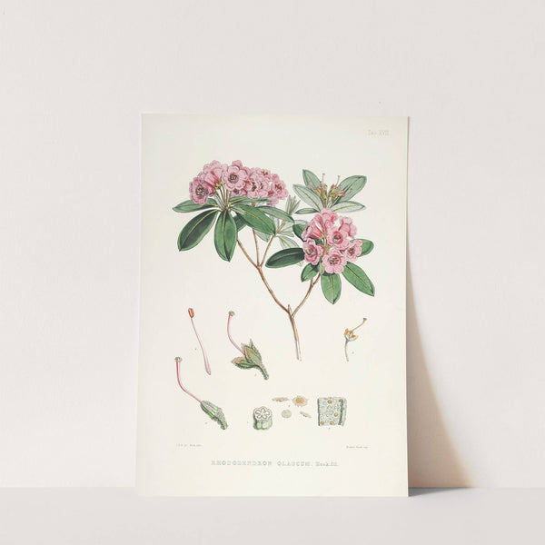 The Rhododendrons of Sikkim-Himalaya Pl.17 by Walter Hood Fitch