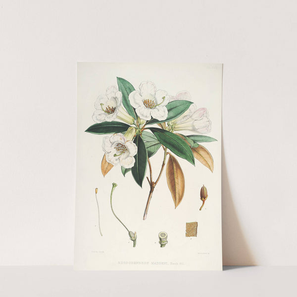 The Rhododendrons of Sikkim-Himalaya Pl.18 by Walter Hood Fitch