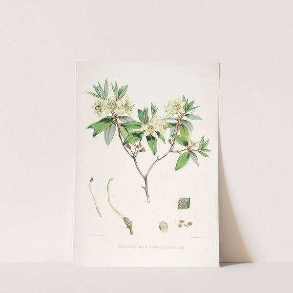 The Rhododendrons of Sikkim-Himalaya Pl.19 by Walter Hood Fitch